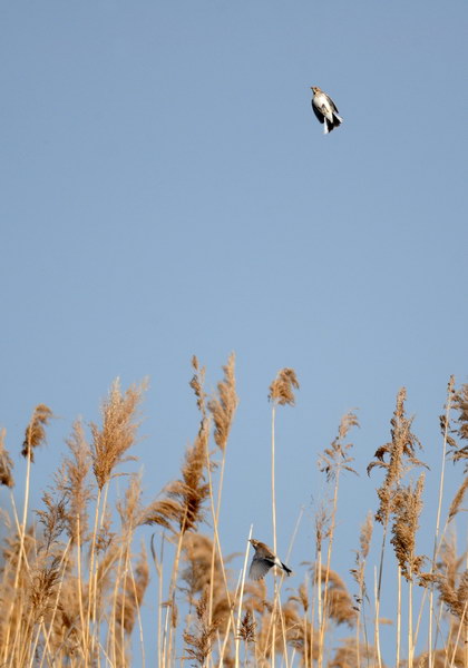 Avifauna humor