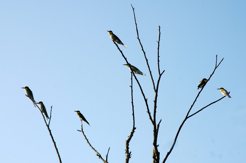 Avifauna humor