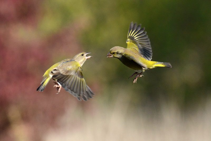 Avifauna humor
