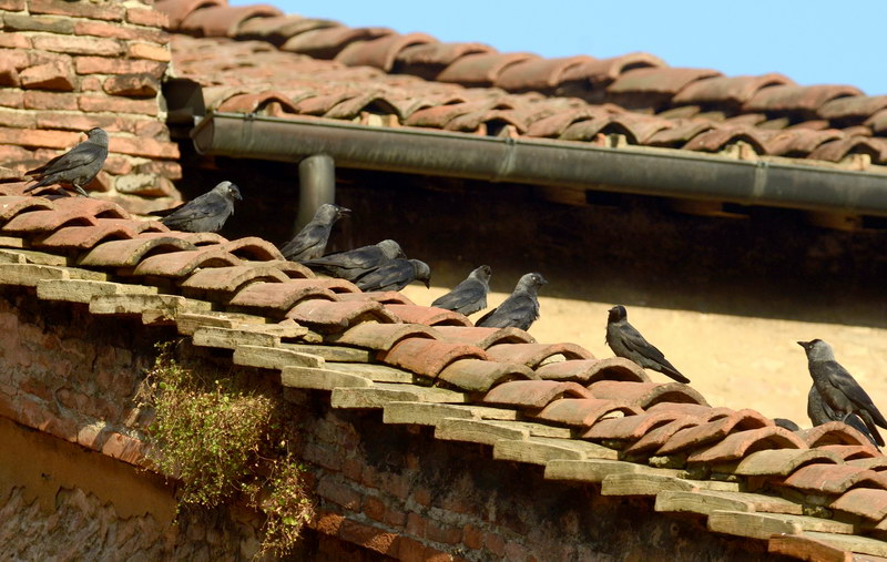 Avifauna humor