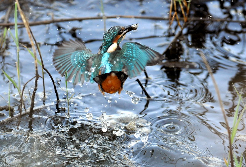 Avifauna humor
