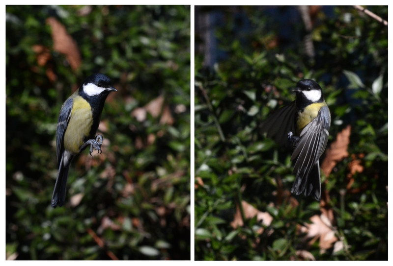 Avifauna humor