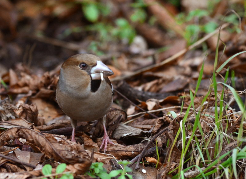 Avifauna humor