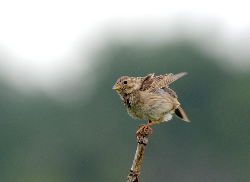 Uccelli arruffati