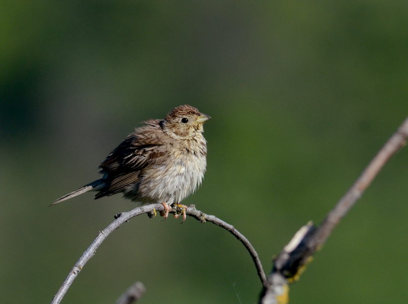 Uccelli arruffati