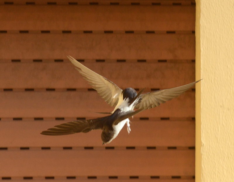 Avifauna humor