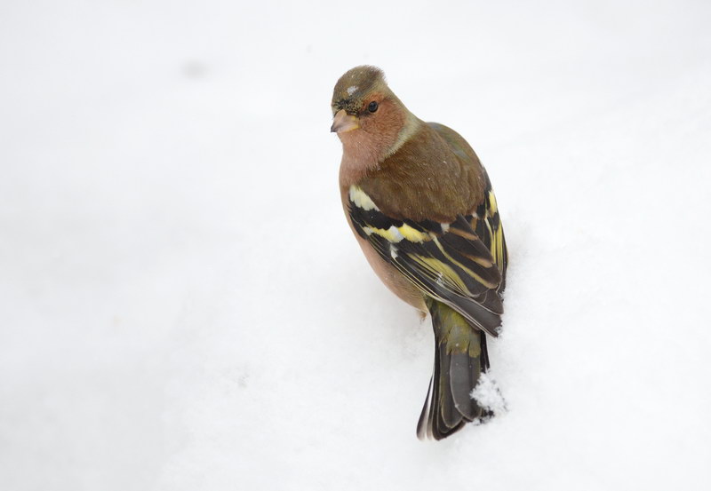 Avifauna humor