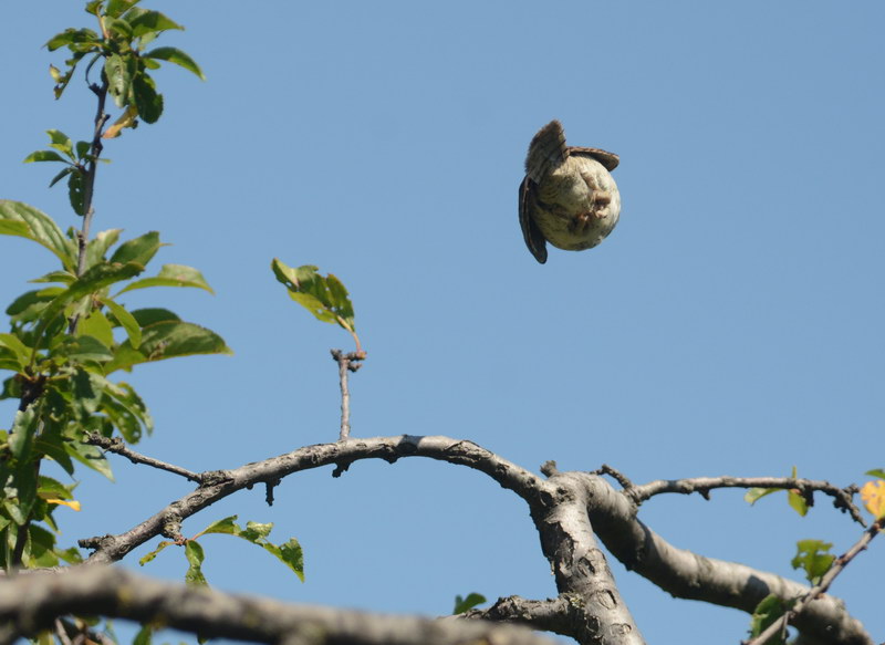 Avifauna humor