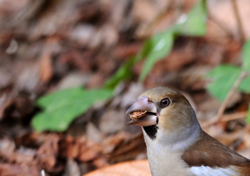 Avifauna humor