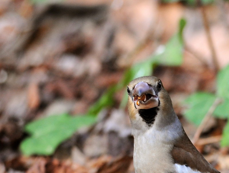 Avifauna humor