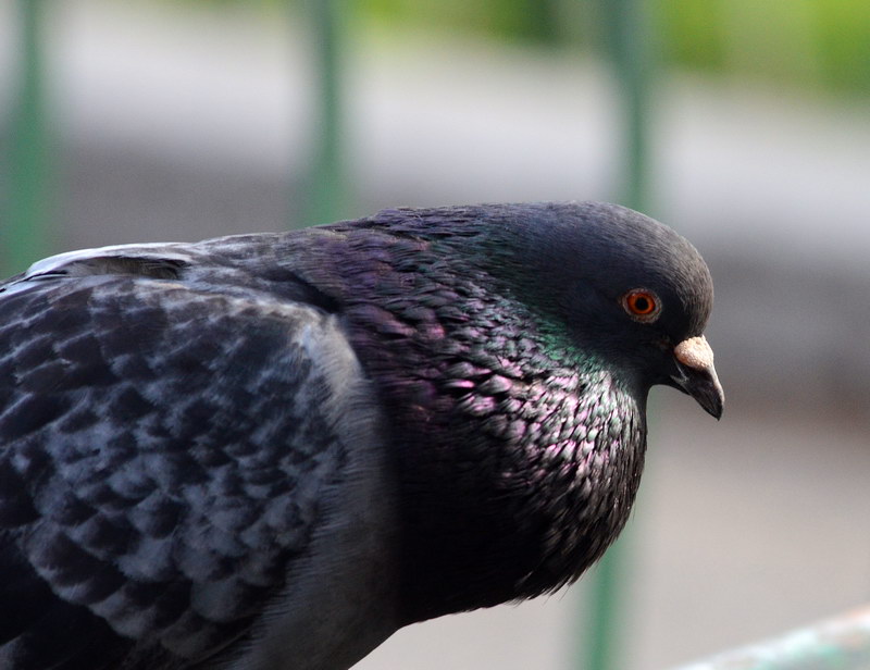 Avifauna humor