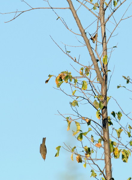 Avifauna humor