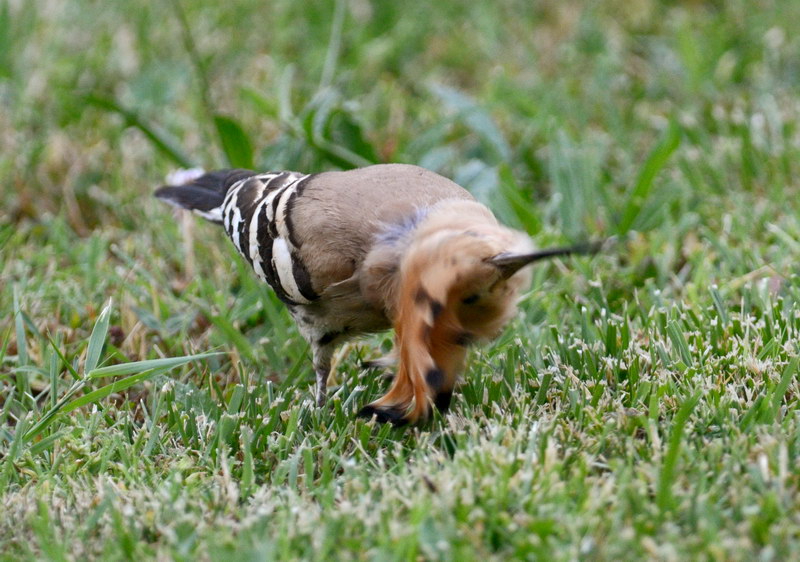 Uccelli arruffati