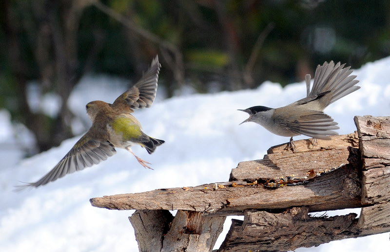 Avifauna humor
