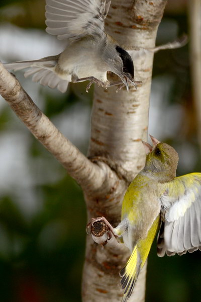 Avifauna humor