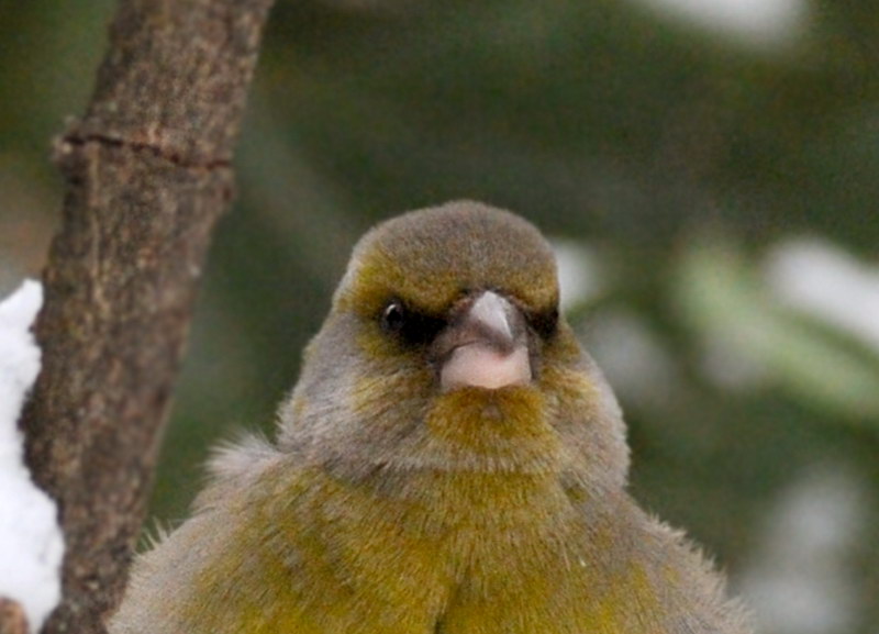Uccelli arruffati