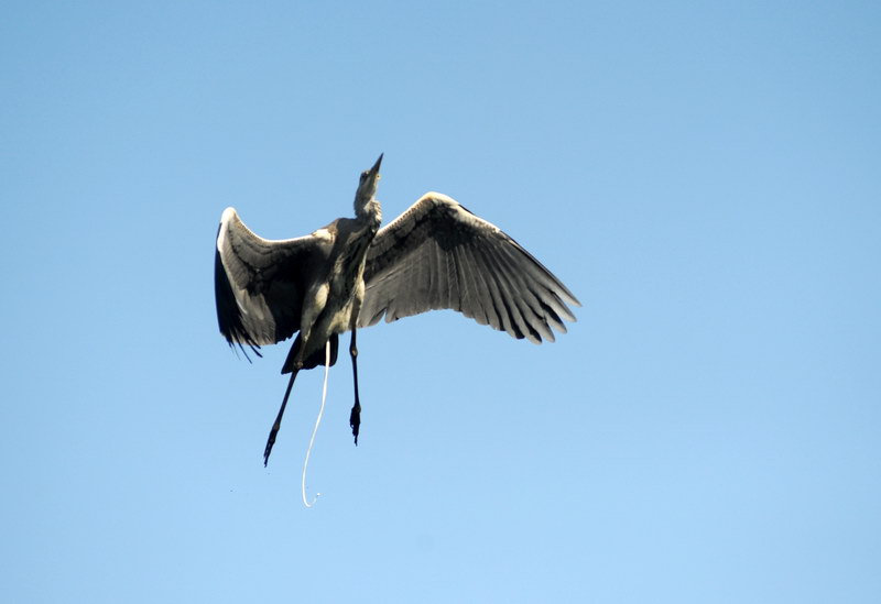 Avifauna humor