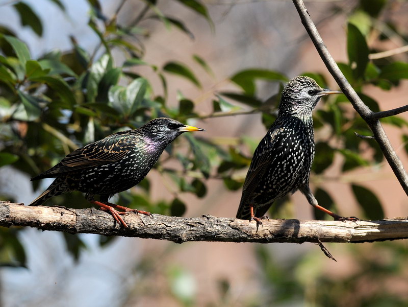 Avifauna humor