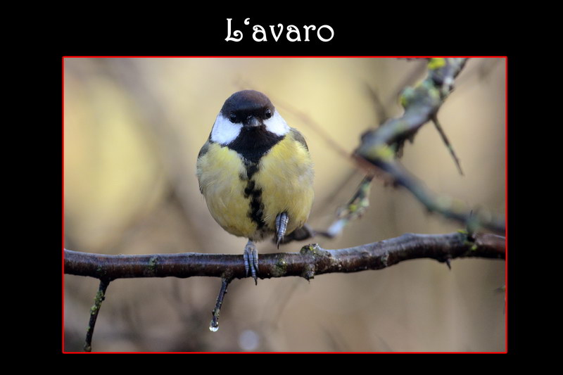 Avifauna humor