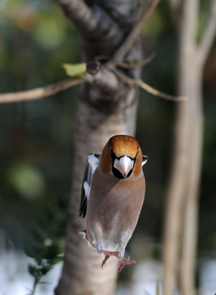 Avifauna humor