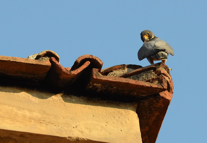 Avifauna humor