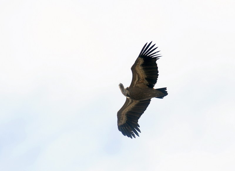 Avifauna humor