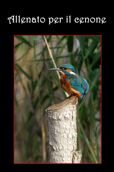Avifauna humor