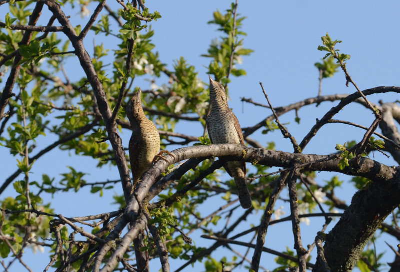 Avifauna humor