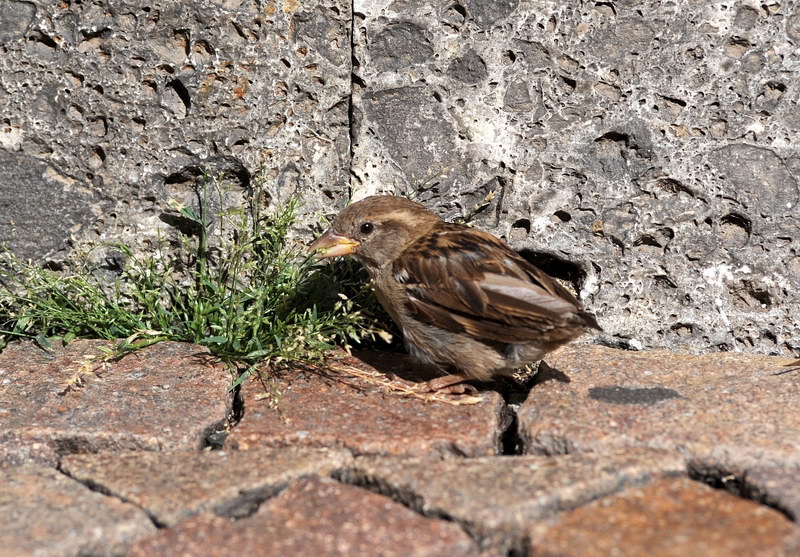 Avifauna humor