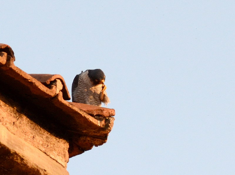 Avifauna humor