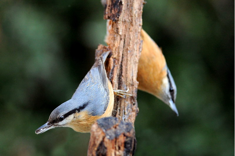 Avifauna humor