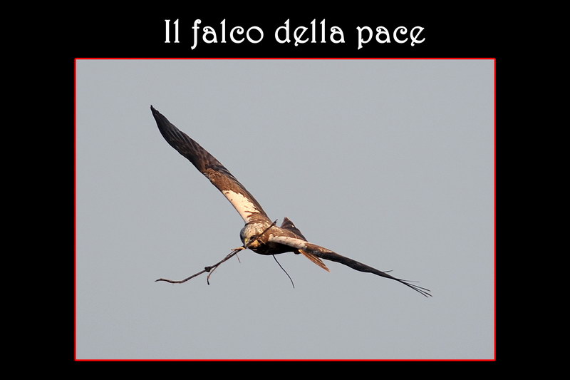 Avifauna humor