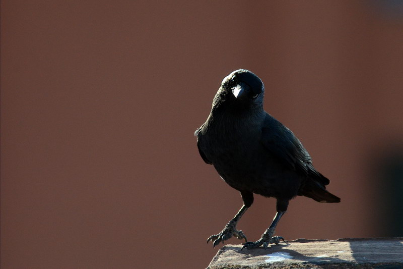 Avifauna humor