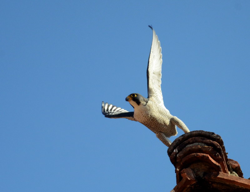 Avifauna humor