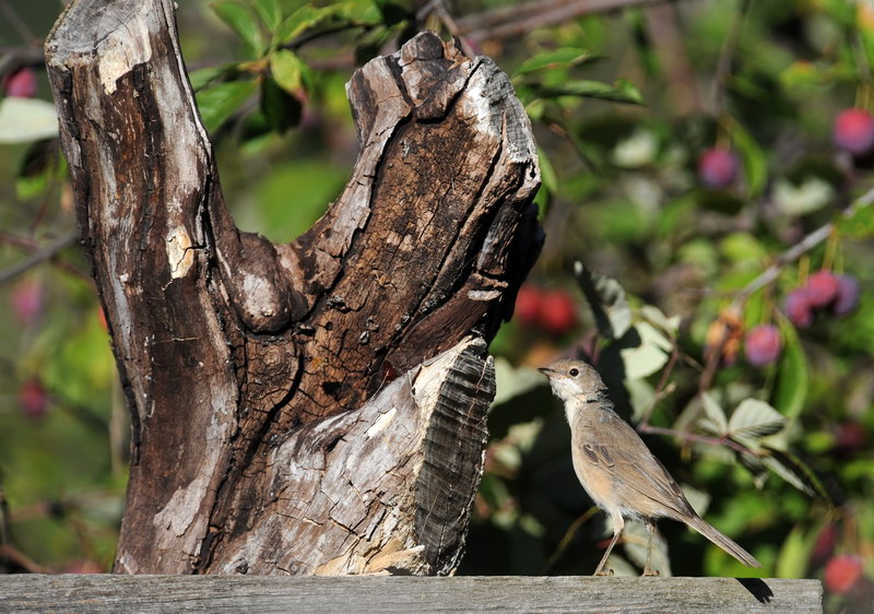 Avifauna humor