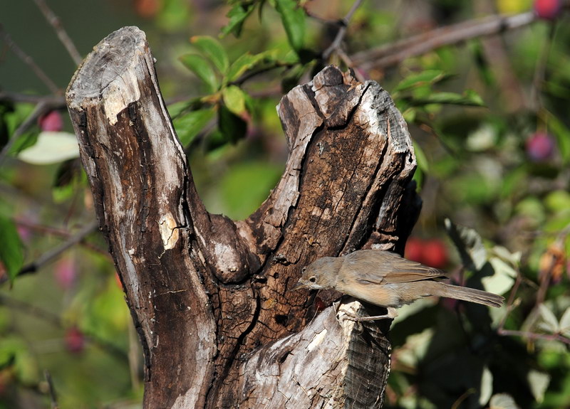 Avifauna humor