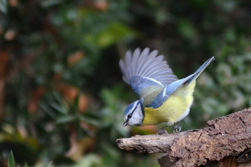 Avifauna humor