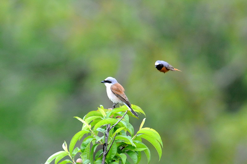 Avifauna humor