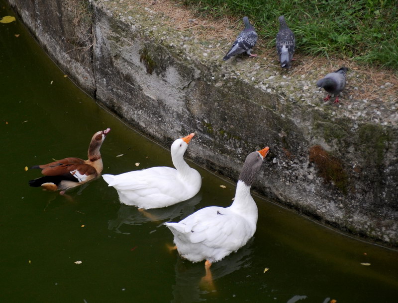 Avifauna humor