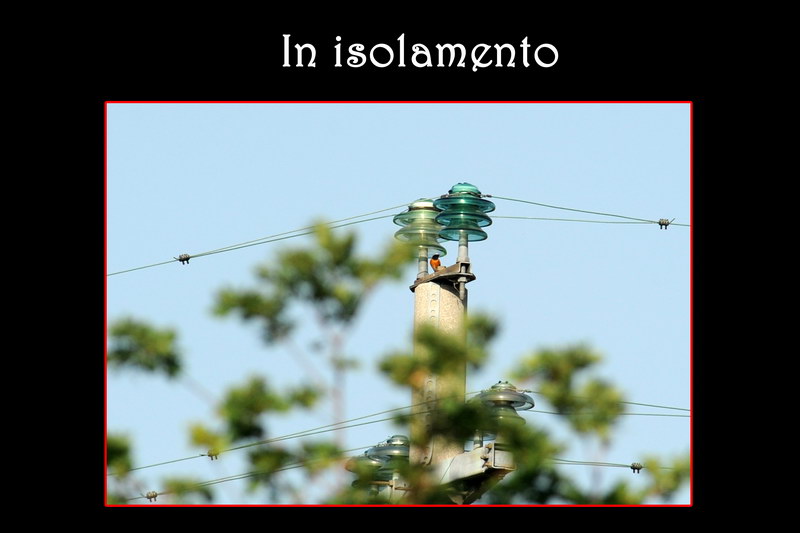 Avifauna humor