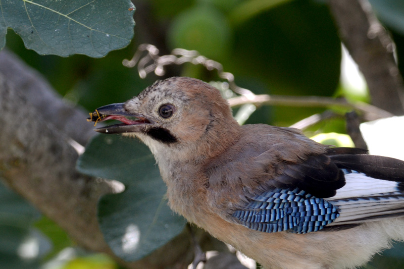 Avifauna humor