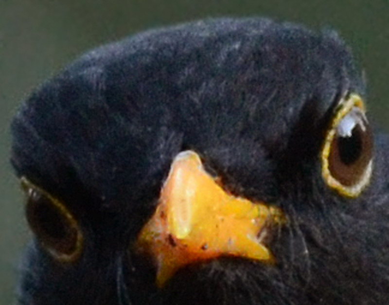 Avifauna humor