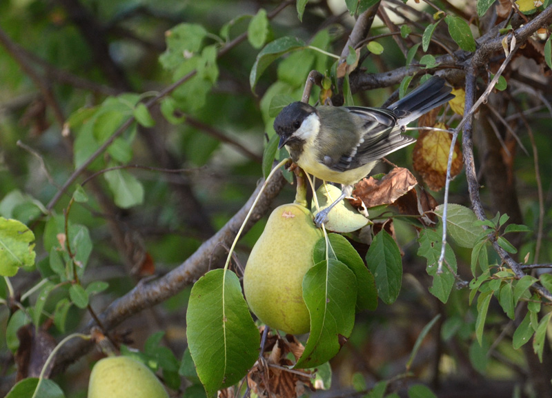 Avifauna humor