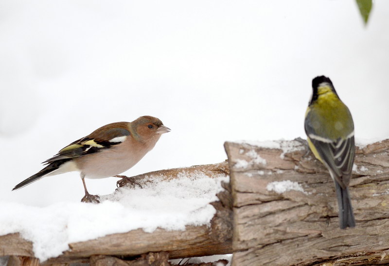 Avifauna humor