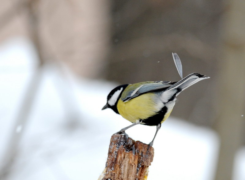 Avifauna humor