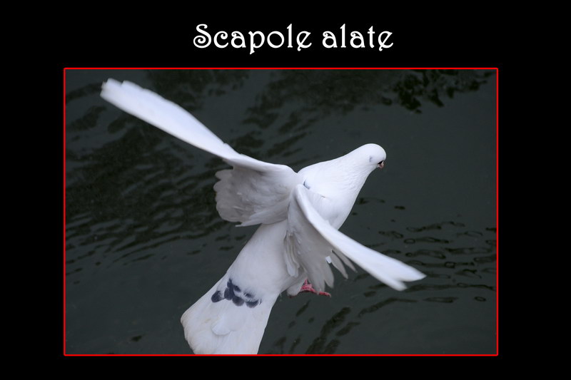 Avifauna humor