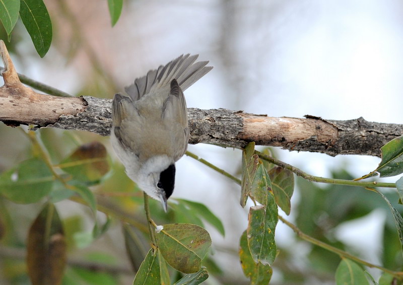 Avifauna humor