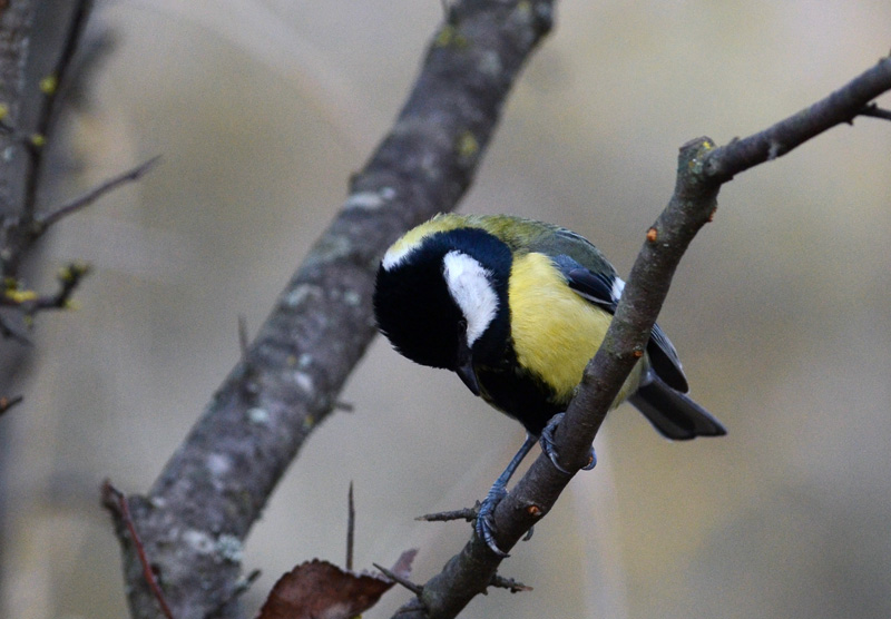 Avifauna humor
