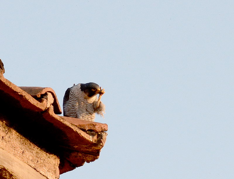 Avifauna humor