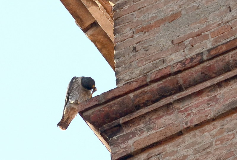 Avifauna humor